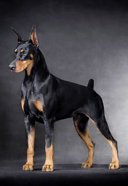 杜宾犬
