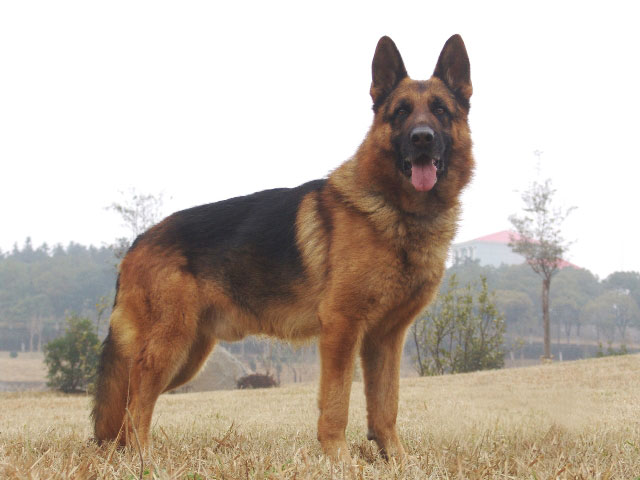 德国牧羊犬