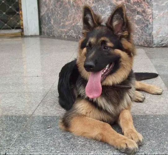 德国牧羊犬