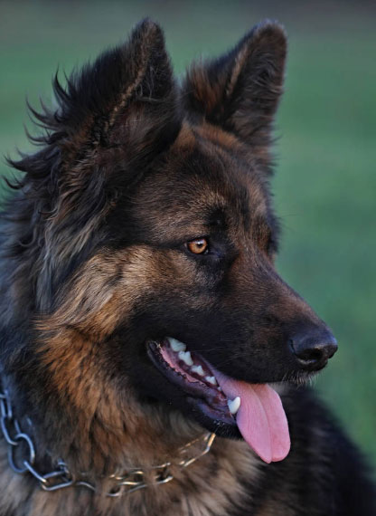 德国牧羊犬