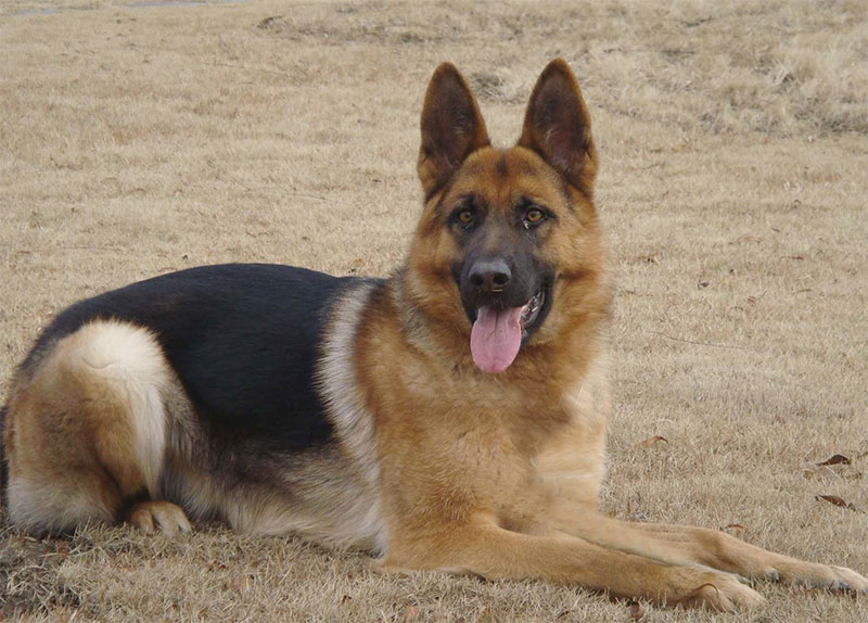 德国牧羊犬
