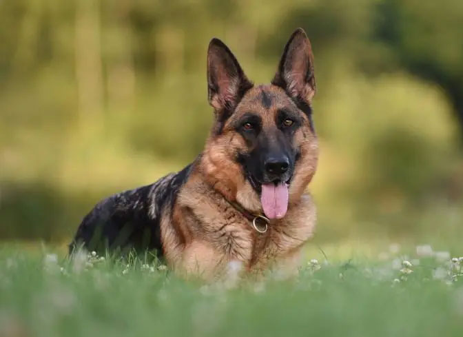 德国牧羊犬