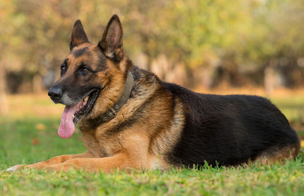 德国牧羊犬