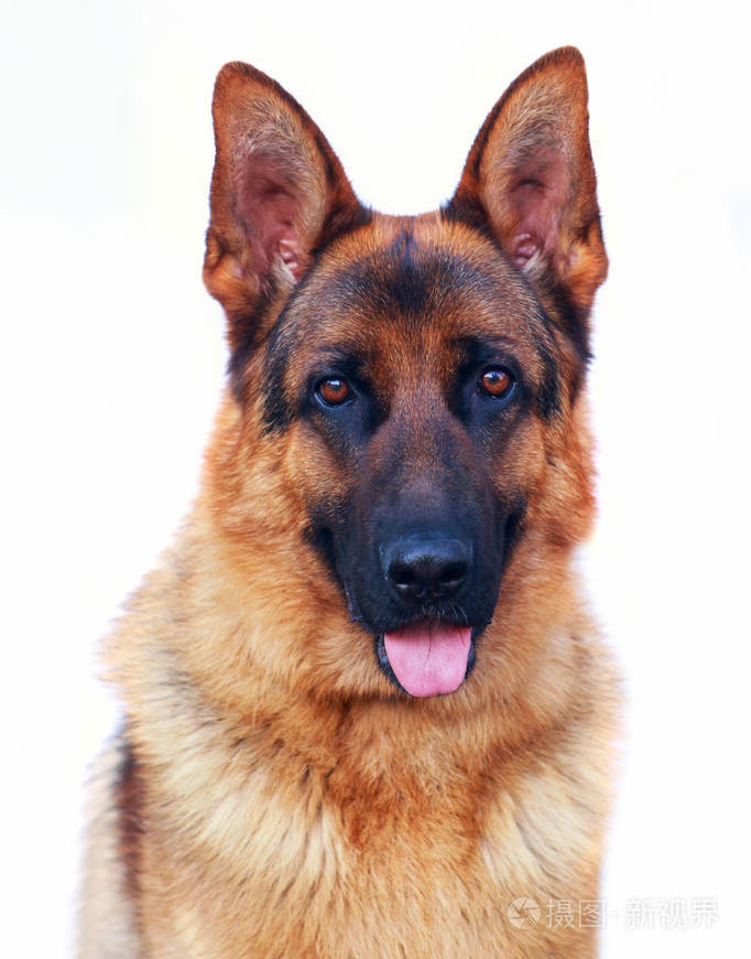 德国牧羊犬